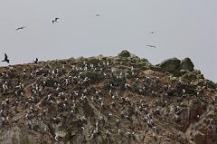 1136-Isole Ballestas,19 luglio 2013